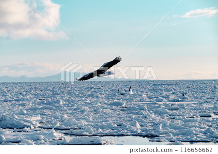 白尾鷹飛過鄂霍茨克廣闊海域的流冰 116656662