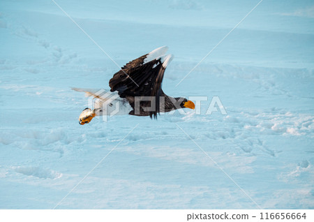 A Steller's sea eagle lands on drift ice in a cold, snowy sea 116656664