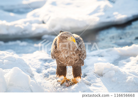 A Steller's sea eagle resting on drift ice and eating its prey 116656668