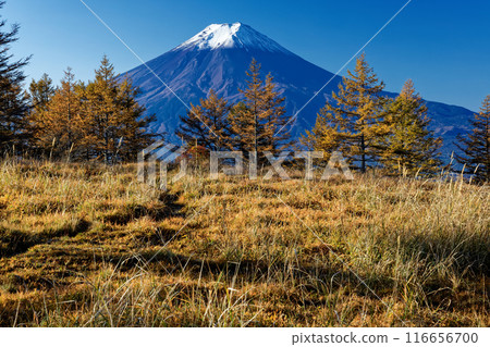 Yellow leaves of larch trees at Mitsutoge and Kinashiyama and Mt. Fuji Yellow leaves of larch trees at Mitsutoge and Kinashiyama and Mt. Fuji 116656700