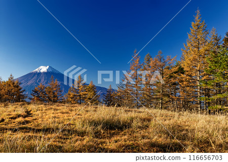 光峠、木無山、富士山的落葉松黃葉 116656703