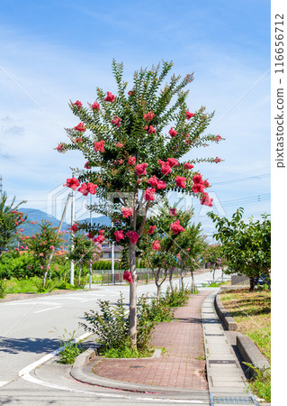 Red Crape Myrtle on a street tree [Blue sky background] 116656712