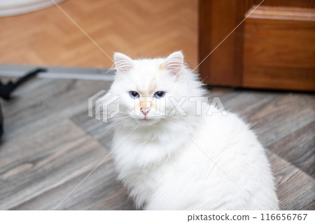 Closeup of a small white Felidae with blue iris and whiskers by the window 116656767