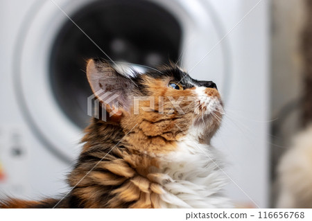 A Calico Cat with whiskers sits on wooden flooring, gazing up at a window A Calico Cat with whiskers sits on wooden flooring, gazing up at a window 116656768