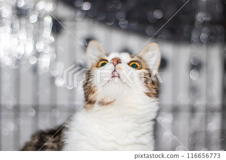Little funny gray kitten close up portrait 116656773