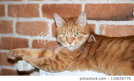 Felidae carnivore cat with fawn coat lying on radiator, brick wall background 116656776