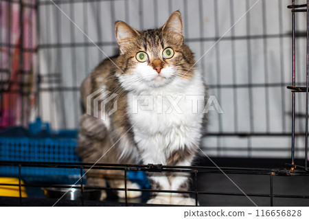 A cat sits in a cage, focusing on the camera with its eyes A cat sits in a cage, focusing on the camera with its eyes 116656828