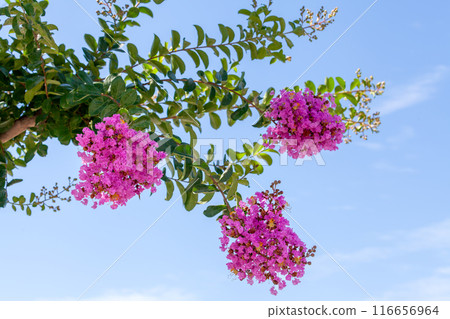 Crape myrtle, Crape myrtle, Crape myrtle [blue sky background] 116656964