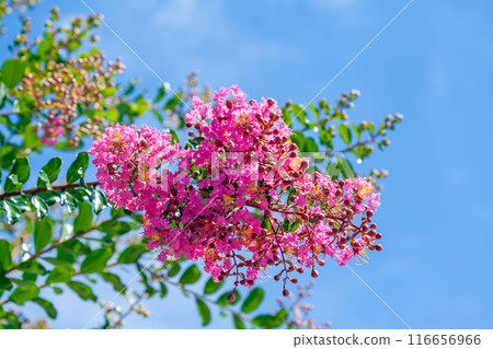 Crape myrtle, Crape myrtle, Crape myrtle [blue sky background] 116656966