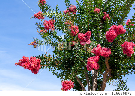 Crape myrtle, Crape myrtle, Crape myrtle [blue sky background] 116656972