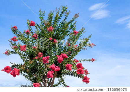 紫薇、紫薇、猴子溜滑梯【藍天背景】 116656973