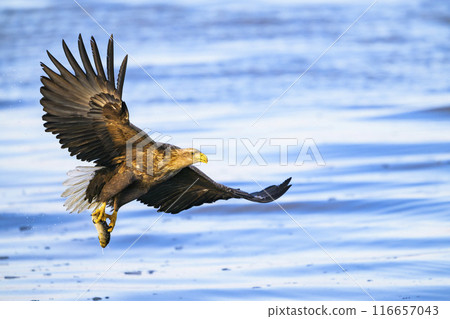 白尾鷹捕捉誘餌 白尾鷹捕捉誘餌 116657043