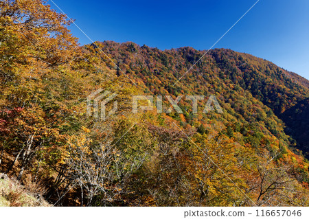View of autumn leaves at Honsha-ga-maru from Ohata-Haccho Pass 116657046