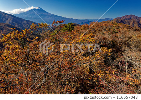 清八山的紅葉和富士山的景色 清八山的紅葉和富士山的景色 116657048