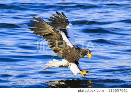 A Steller's sea eagle pounces on its prey 116657061