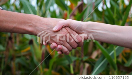 Two female farmers shaking hands with a green corn meadow at background. Business partners concluded a contract with handshake at maize field. Agricultural concept. Close up Slow motion 116657165