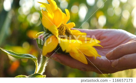 Female hands touching small beautiful sunflower at the field. Arms of woman stroking yellow flower at the meadow at sunset. Close up Slow motion Female hands touching small beautiful sunflower at the field. Arms of woman stroking yellow flower at the meadow at sunset. Close up Slow motion 116657173
