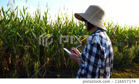 Female agronomist looking the condition stalks of corn and writing data in notebook. Adult farmer in straw hat making notes in notepad on maize meadow at sunset. Concept of agricultural business Female agronomist looking the condition stalks of corn and writing data in notebook. Adult farmer in straw hat making notes in notepad on maize meadow at sunset. Concept of agricultural business 116657174