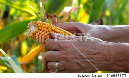 Close up to female hands of a farmer examining ripe cob of corn at green meadow. Adult arms of agronomist exploring yellow sweetcorn on maize field at sunset. Concept of agricultural business. Slow mo 116657175
