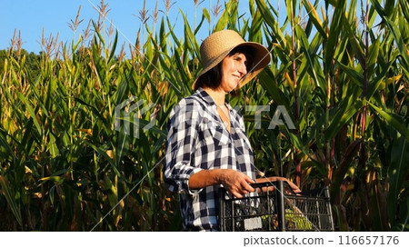 Female farmer with plastic harvest box explores corn stems while going at field. Adult beautiful agronomist in straw hat examines maize stalks during walking at meadow. Agricultural business concept 116657176