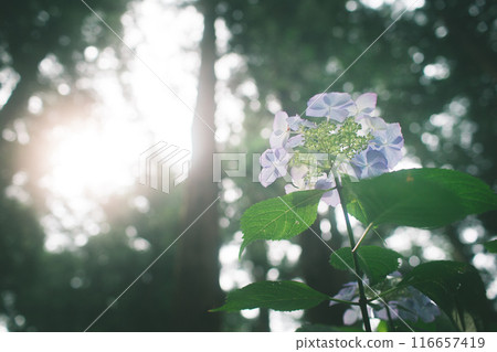 Hydrangea bathed in divine light① Hydrangea bathed in divine light① 116657419