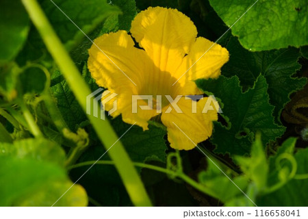 南瓜雌花 南瓜雌花 116658041