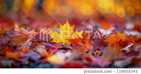 Vibrant Fall Foliage on a Sunny Autumn Day 116658343