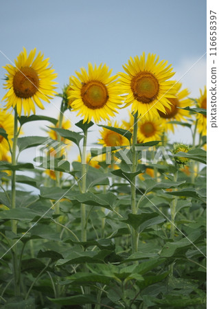 Sunflower blooming towards the sun Sunflower blooming towards the sun 116658397