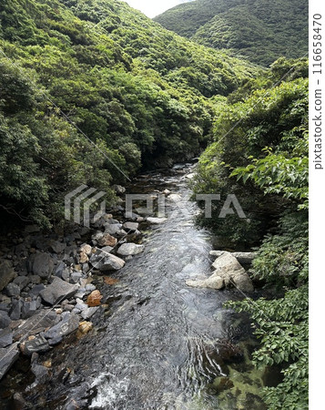 Okono-taki Falls are grand waterfalls representative of Yakushima Island at a height of 88 m. The attractive feature is the sight that changes just after rain because the rainfall runs over bedrock fo 116658470