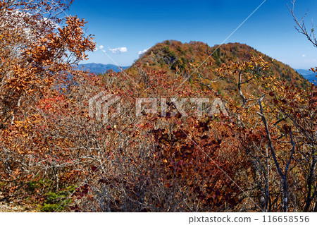 Honjagamaru seen from Seihachiyama in autumn colors 116658556