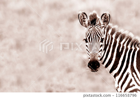 Zebra stands in profile with black and white stripes on a blurred background Zebra stands in profile with black and white stripes on a blurred background 116658796