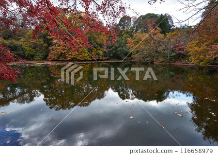 Lake Shinsho in autumn, Kanagawa Prefecture 116658979
