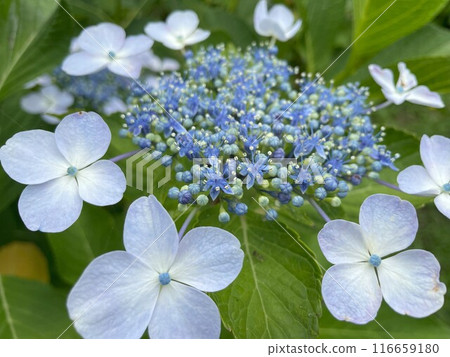 hydrangea   116659180