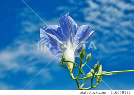 Morning glories blooming large against the blue sky 116659181