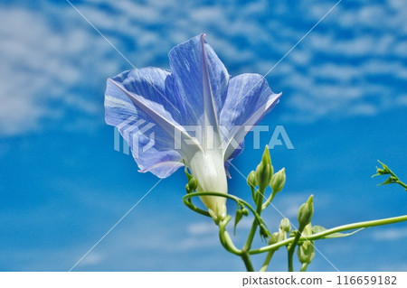 Morning glories blooming large against the blue sky 116659182