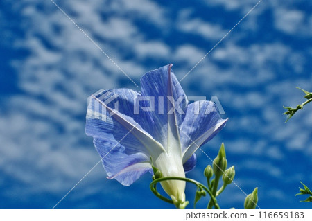 Morning glories blooming large against the blue sky 116659183