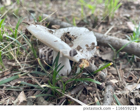 Mushroom Appearance 116659219