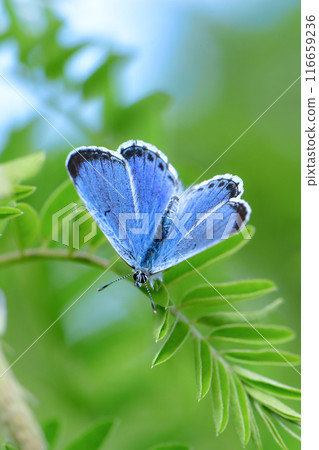 A small endangered butterfly with beautiful blue wings that can be seen in the grasslands in spring, the blue-winged copper butterfly 116659236