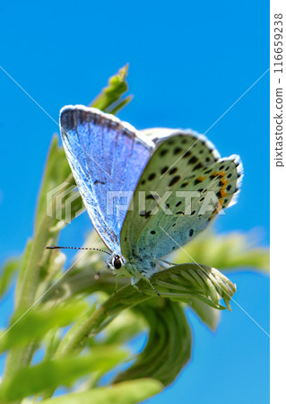 春天草原上可以看到一種美麗的藍色羽毛的瀕臨滅絕的小蝴蝶 116659238