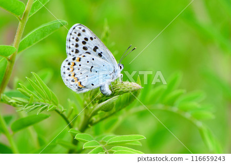 A small endangered butterfly with beautiful blue wings that can be seen in the grasslands in spring, the blue-winged copper butterfly 116659243