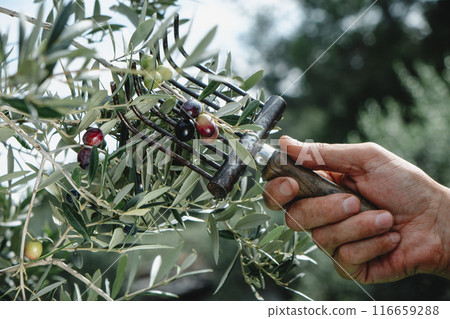 man uses a comb-like tool to harvest ripe olives 116659288