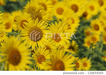 Lots of sunflowers 116659305
