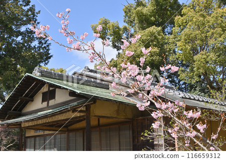 Ikenachutei and cherry blossoms at Umemiya Taisha Shrine 116659312