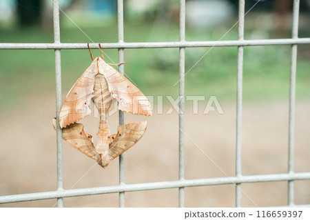 Mating of the Japanese bush warbler 116659397