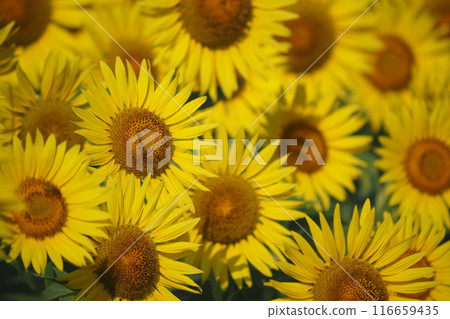 The big sunflower 116659435