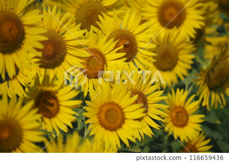 Sunflower field bokeh in full bloom 116659436