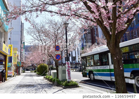 Oyama City, Tochigi Prefecture: The street in front of the west exit of JR Oyama Station and the Omoigawa cherry blossoms in full bloom Oyama City, Tochigi Prefecture: The street in front of the west exit of JR Oyama Station and the Omoigawa cherry blossoms in full bloom 116659497