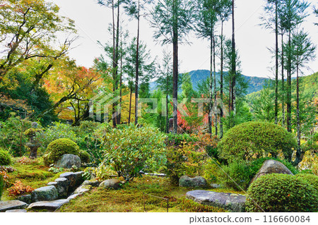 Ohara Jikkoin Temple's beautiful autumn garden (Sakyo Ward, Kyoto City) Ohara Jikkoin Temple's beautiful autumn garden (Sakyo Ward, Kyoto City) 116660084