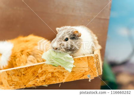 吃高麗菜的天竺鼠(鴕鳥王國石岡農場) 吃高麗菜的天竺鼠(鴕鳥王國石岡農場) 116660282