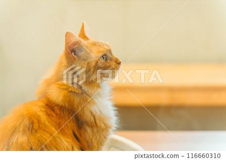 Cat Profile (Ostrich Kingdom Ishioka Farm) 116660310